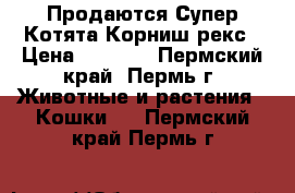 Продаются Супер-Котята Корниш-рекс › Цена ­ 3 000 - Пермский край, Пермь г. Животные и растения » Кошки   . Пермский край,Пермь г.